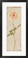 Pale Rose Panel on White Vintage Framed Print