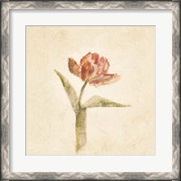 Framed Flaming Parrot Tulip on White Crop