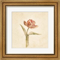 Framed Flaming Parrot Tulip on White Crop