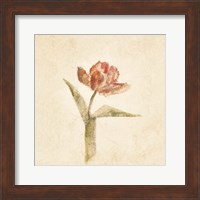 Framed Flaming Parrot Tulip on White Crop