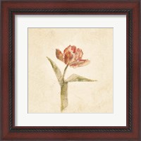 Framed Flaming Parrot Tulip on White Crop