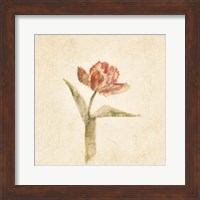 Framed 'Flaming Parrot Tulip on White Crop' border=