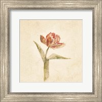 Framed Flaming Parrot Tulip on White Crop