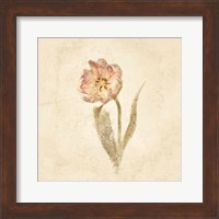 Framed May Wonder Tulip on White Crop