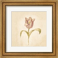 Framed Blue Parrot Tulip on White Crop