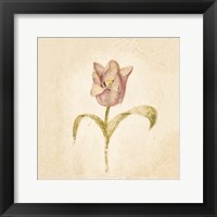 Blue Parrot Tulip on White Crop Framed Print