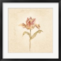Framed Zoomer Schoon Tulip on White Crop