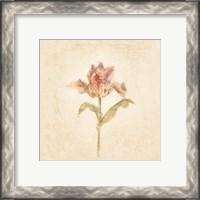 Framed 'Zoomer Schoon Tulip on White Crop' border=