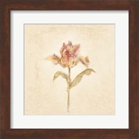 Framed 'Zoomer Schoon Tulip on White Crop' border=