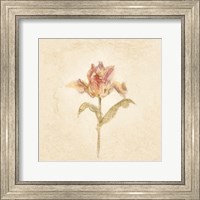 Framed Zoomer Schoon Tulip on White Crop