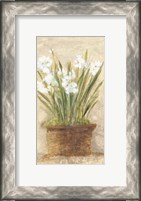Framed Garden White Narcissus Panel