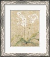 Framed Orchid Cool