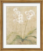Framed Orchid Cool