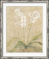 Framed Orchid Cool