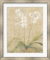 Framed Orchid Cool