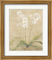 Framed Orchid Cool