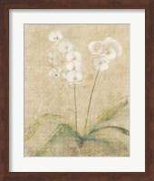 Framed Orchid Cool