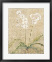 Framed Orchid Cool