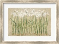 Framed Narcissus Row Cool