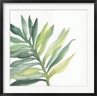 Framed Tropical Palm III