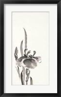 Japanese Iris II Framed Print