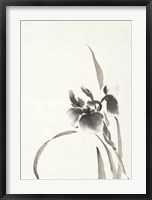 Framed Japanese Iris I