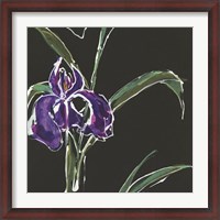 Framed Iris on Black II