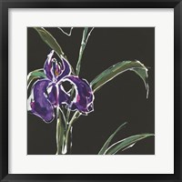 Iris on Black II Framed Print