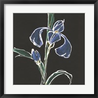 Framed Iris on Black IV