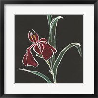 Framed Iris on Black V