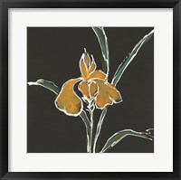 Framed Iris on Black VI