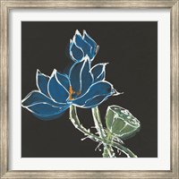 Framed Lotus on Black VII