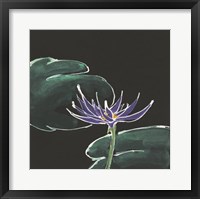 Lily on Black II Framed Print