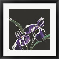 Iris on Black I Framed Print