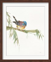 Framed Finch v2