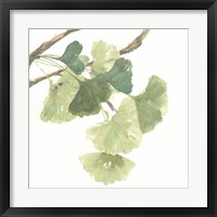 Framed 'Gingko Leaves I on White' border=