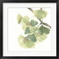 Framed 'Gingko Leaves II on White' border=