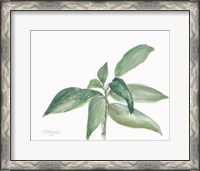 Framed Sage I