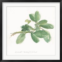 Framed Sweet Marjoram