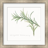 Framed Variegated Rosemary II