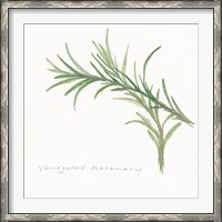 Framed Variegated Rosemary II
