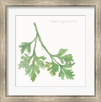 Framed Flat Leaf Parsley