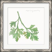 Framed Flat Leaf Parsley