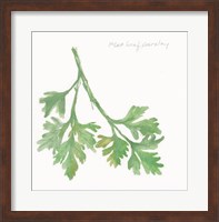 Framed Flat Leaf Parsley