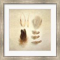 Framed Feathers II Square