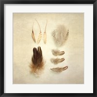 Framed Feathers II Square