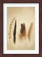 Framed Feathers I