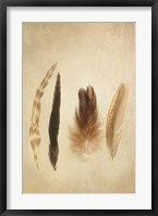 Framed Feathers I