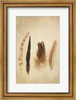 Framed Feathers I