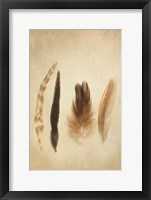 Framed Feathers I